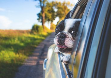 cane in auto viaggio