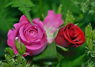 rose fiori
